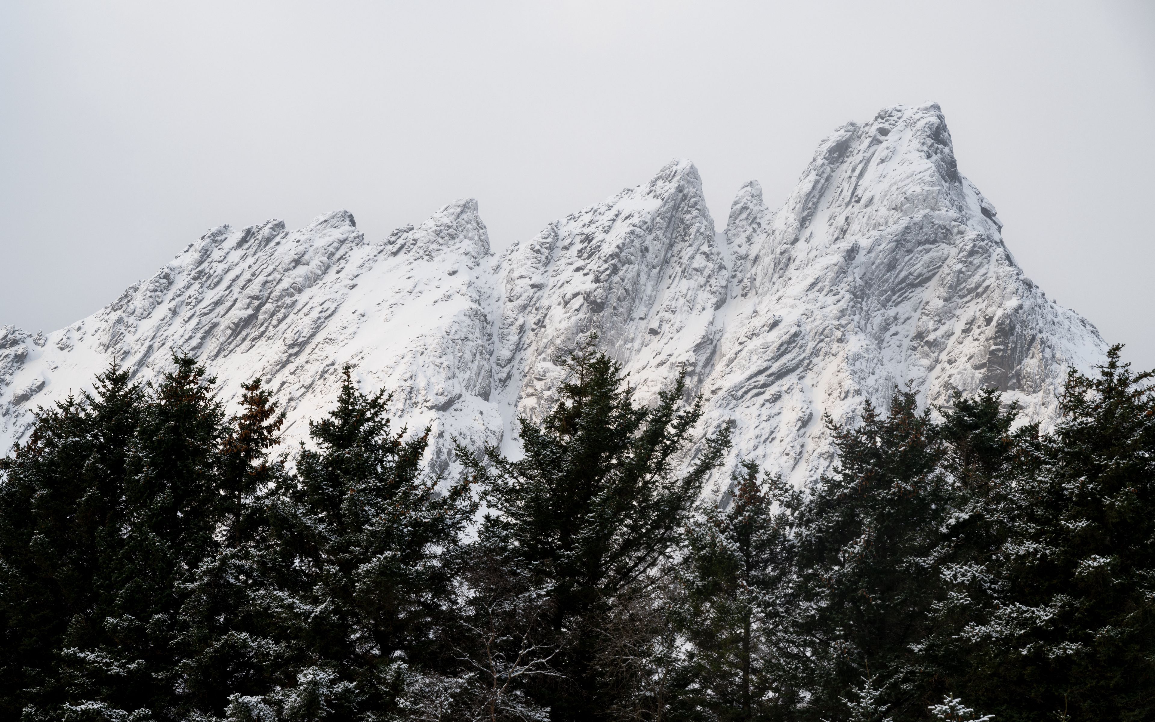 Jagged snow-covered mountain peaks rising above a dense line of dark evergreen trees under an overcast sky
